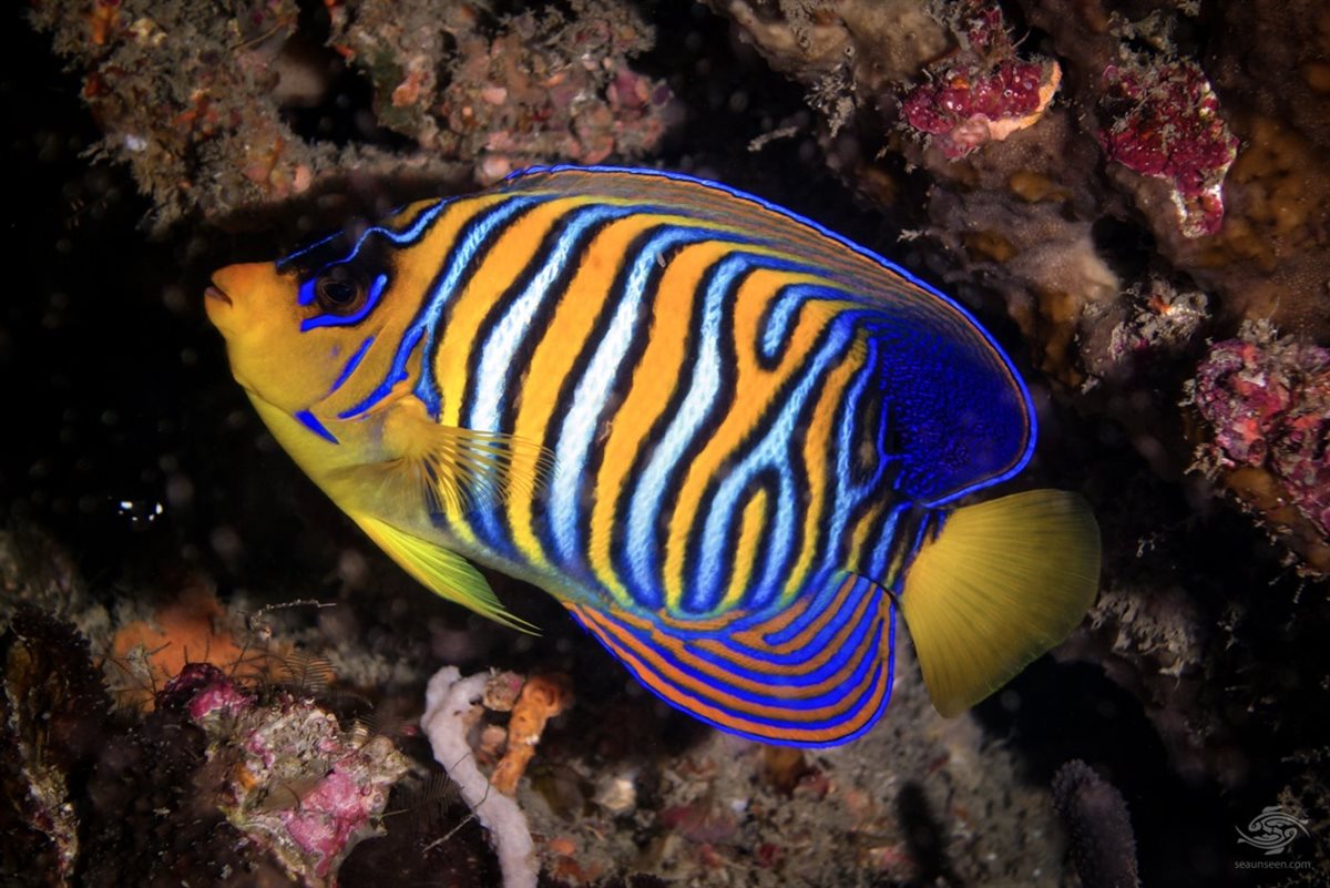 سمكة الملاك&nbsp;