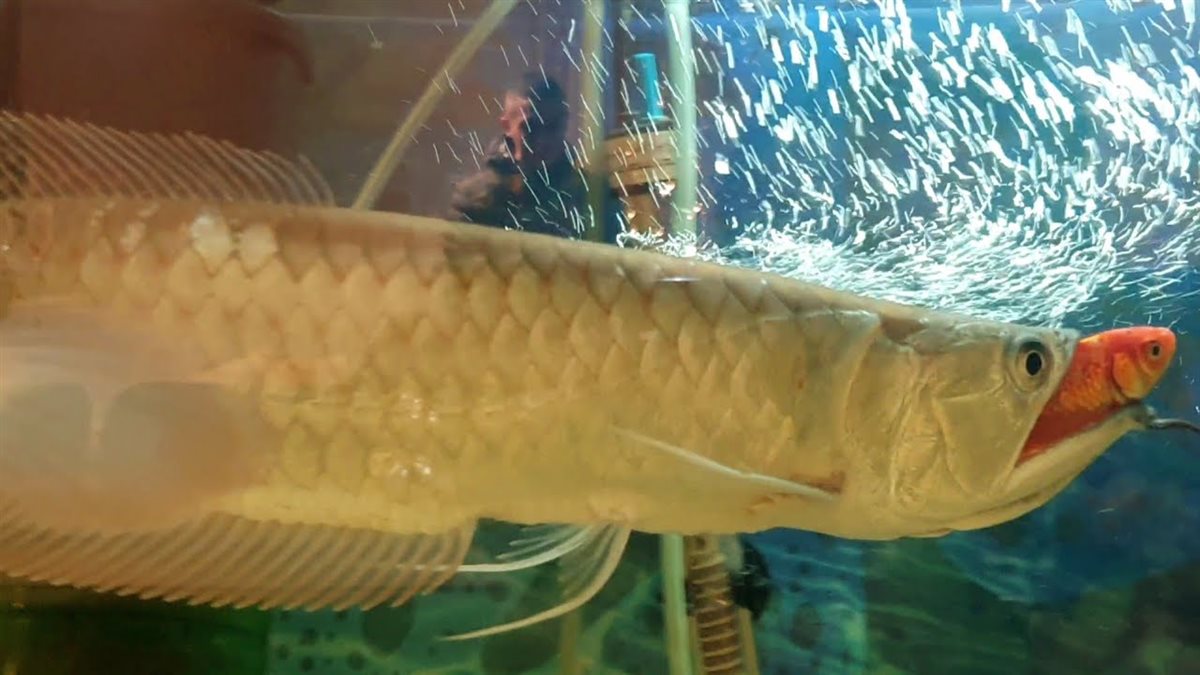 سمكة الاروانا