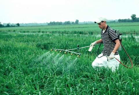 التسميد&nbsp;