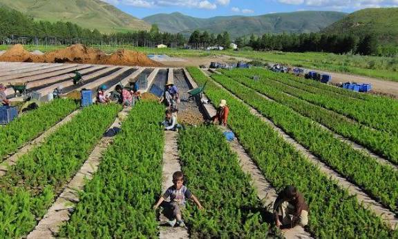 الزراعة التعاقدية