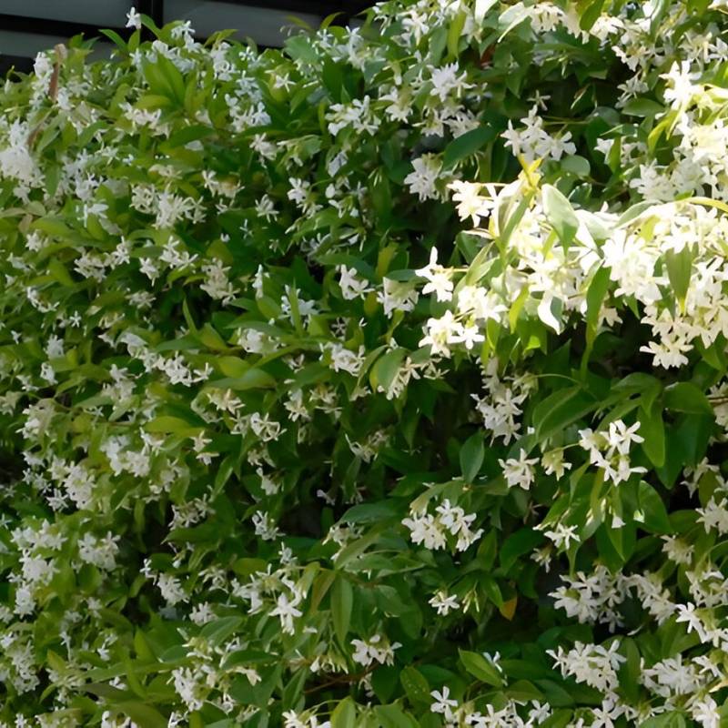 الياسمين البلدي&nbsp;