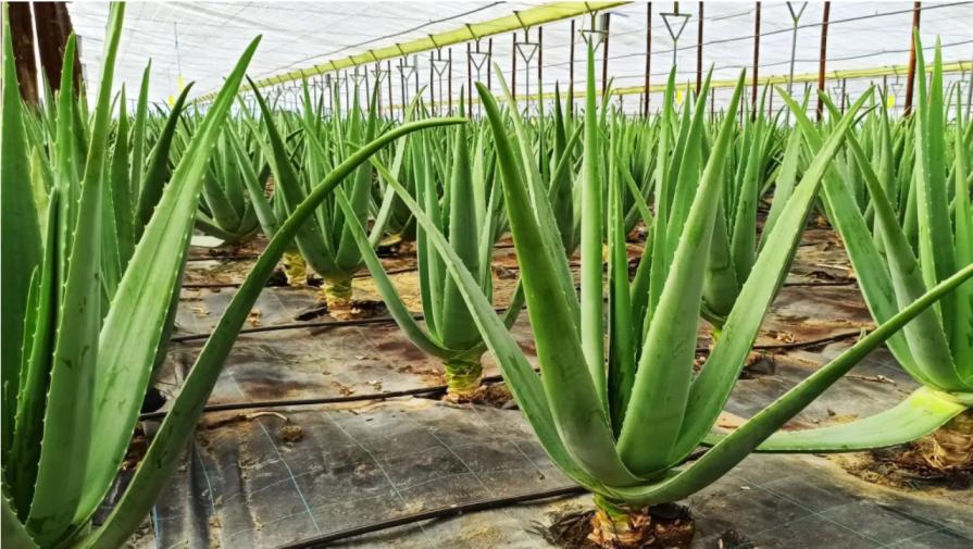 الألوفيرا&nbsp;