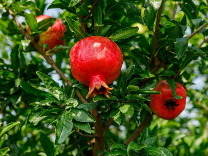 محصول الرمان&nbsp;