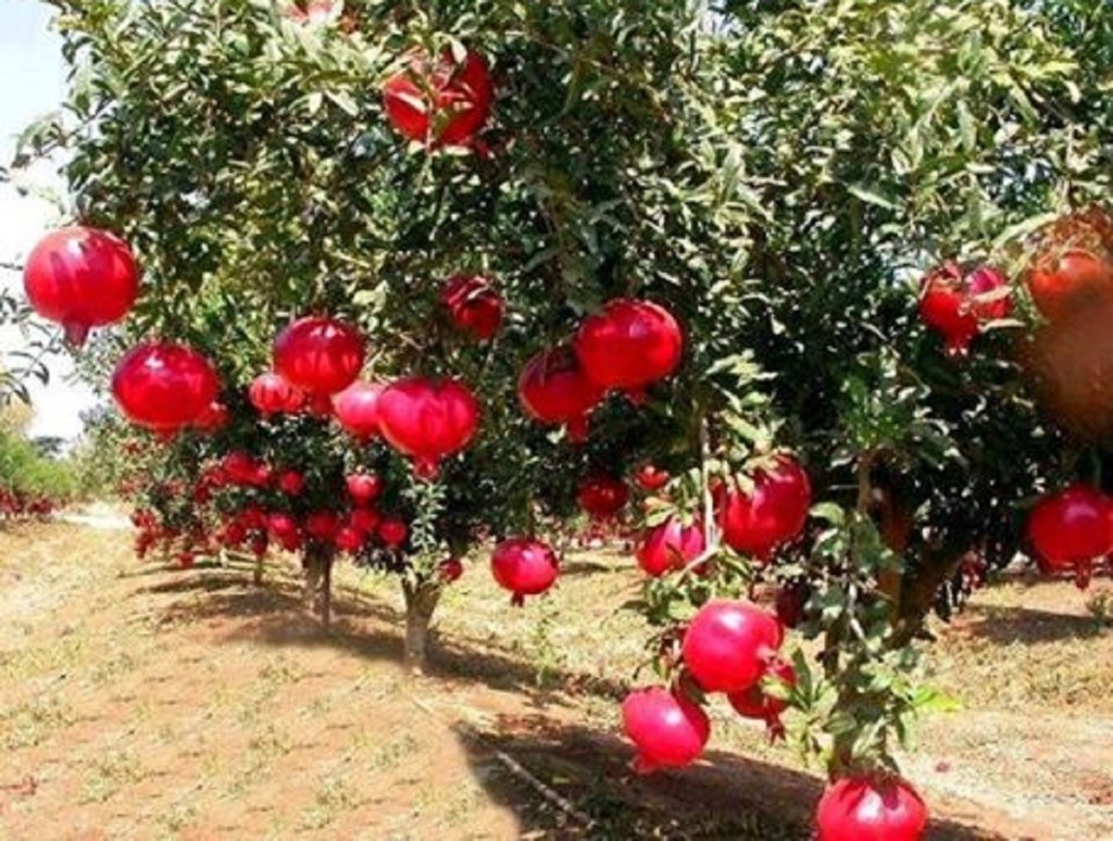 محصول الرمان&nbsp;