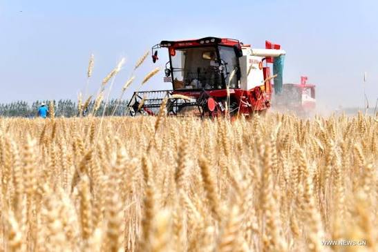 محصول القمح&nbsp;