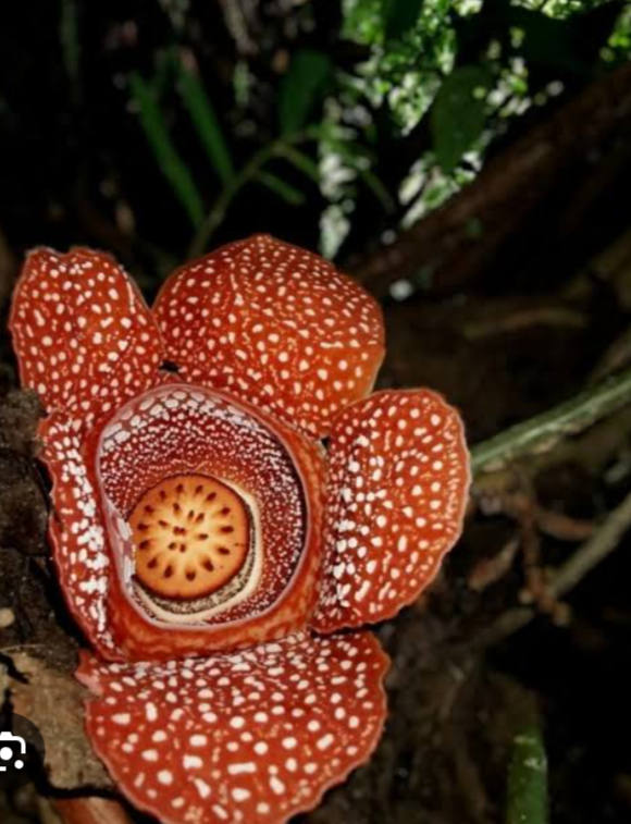 أندر الزهور في العالم&nbsp;