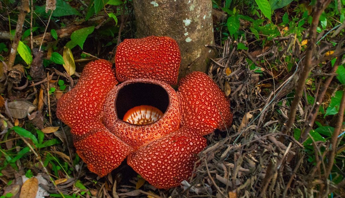 أندر الزهور في العالم&nbsp;