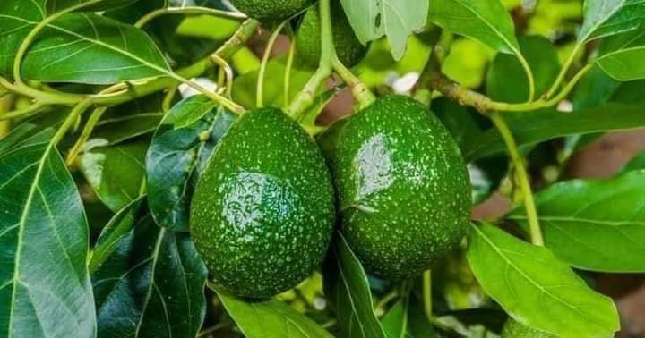 الأفوكادو&nbsp;