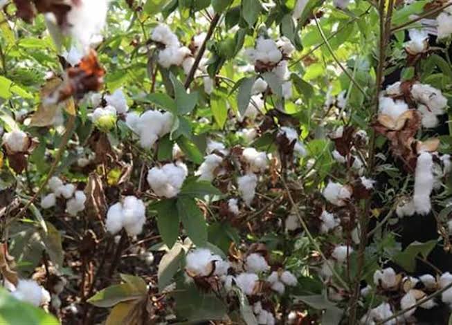 محصول القطن&nbsp;