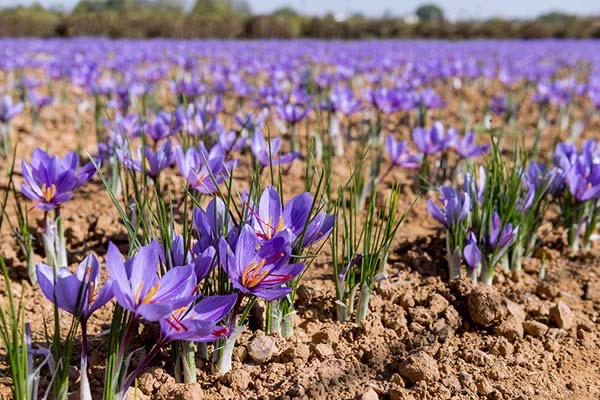 زراعة الزعفران&nbsp;
