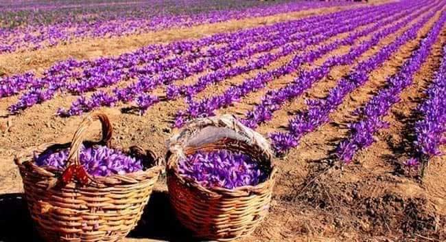 زراعة الزعفران&nbsp;