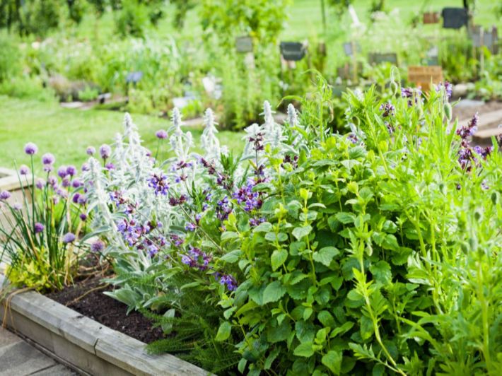 النباتات العطريه&nbsp;