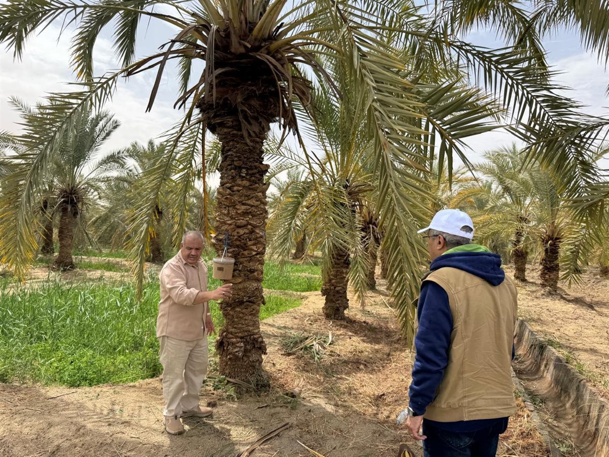 متابعة أعمال النخيل ومكافحة الآفات بسيوة