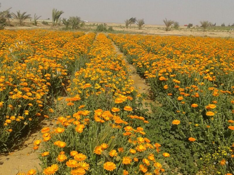 زراعة النباتات الطبية والعطرية