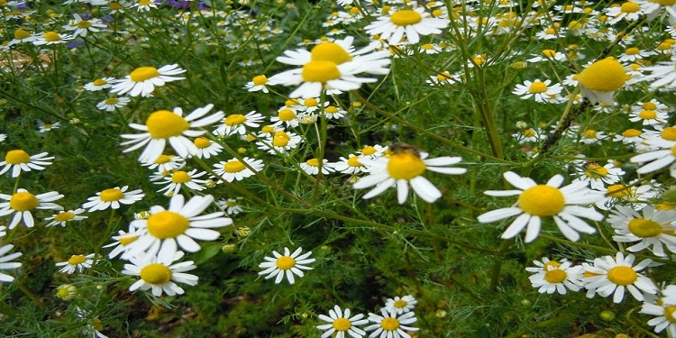 زراعة النباتات الطبية والعطرية