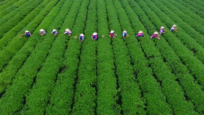 أعراض مقلقة في الحقول.. ضعف النمو واصفرار القمم يشير لخلل تغذوي