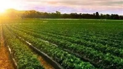 تقلبات الطقس تضرب الموسم الزراعي.. تحذيرات من أيام حاسمة للمزارعين