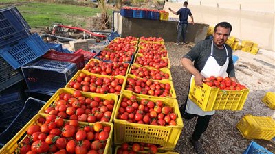استراتيجيات تعزيز الأمن الغذائي وطفرة مرتقبة بصادرات مصر الزراعية