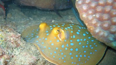 أغلى 5 أنواع من أسماك الزينة في العالم.. رفاهية داخل الأحواض