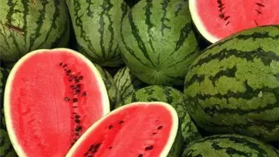 زراعة البطيخ.. دليل عملي من الزراعة حتى الحصاد لمحصول عالي الجودة