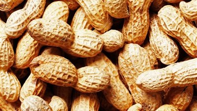 جليكونات النحاس يثبت تفوقه على كبريتات النحاس في علاج تساقط بادرات الفول السوداني 