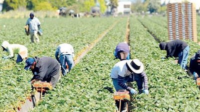 5 أخطاء في الحر تضيع محصولك.. والرش في الظهر يحرق الورق