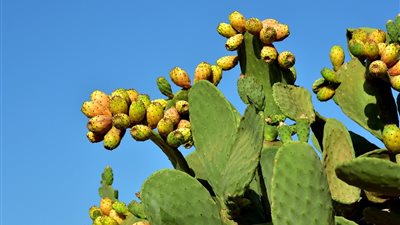 السر في العطش.. كيف تجعل التين الشوكي يطرح ثماراً أحلى وأكثر