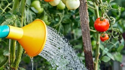 ري الطماطم بالتنقيط.. خطوات ذكية لزيادة الإنتاج وتوفير المياه