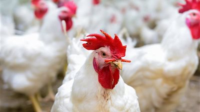 فراخك بتاكل ومش بتكبر؟ السر مش في العلف اعرف السبب