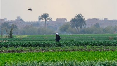 نصائح للمزارعين لحماية المحاصيل من التغيرات المناخية