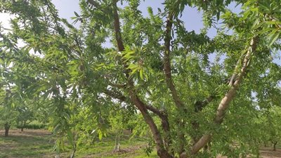 مرض فطري وعائي يهدد أشجار اللوزيات.. اعرف ايه هو واحمي محصولك