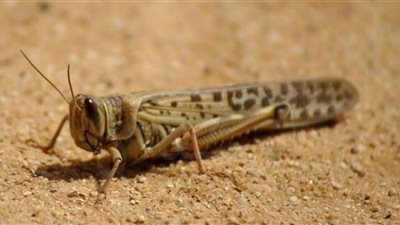 بمشاركة “الفاو”.. الزراعة تطلق دورة تدريبية لمكافحة الجراد الصحراوي