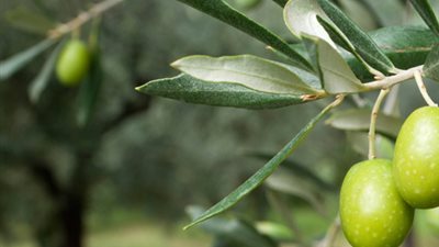 سر زيادة إنتاج الزيتون.. إدارة ما قبل الإزهار كلمة الحسم لمضاعفة المحصول