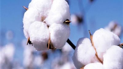 احتياطي 20% لمواجهة التوسعات.. خطة حكومية لتأمين تقاوي القطن