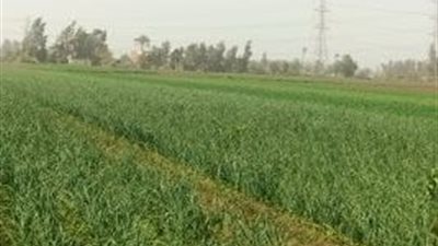 احمي محصولك من تقلبات طقس الربيع.. مركز المناخ يوضح في 12 توصيه