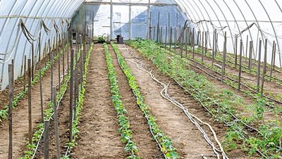 للمبتدئين.. أسس الرى بالتنقيط داخل الصوب