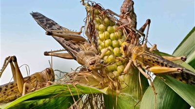 «الزراعة»  تُحصّن الحدود الرقمية.. إطلاق منظومة الإنذار المبكر لمواجهة الجراد الصحراوي بأحدث التقنيات العالمية