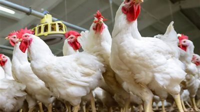 أسعار الدواجن في الأسواق المصرية اليوم الإثنين 27 أبريل 2026