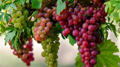 بسبب «تسريع النضج».. وزارة الزراعة تكشف حقيقة استخدام المبيدات في محصول العنب