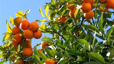 ري بساتين الموالح.. التوازن بين التعطيش والغرق سر الإنتاج العالي