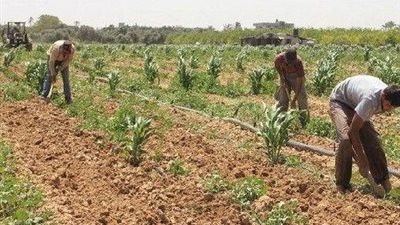 الزراعة التعاقدية.. نظام بيضمن بيع محصولك قبل ما تزرع ويقلل تحكم التجار في الأسعار