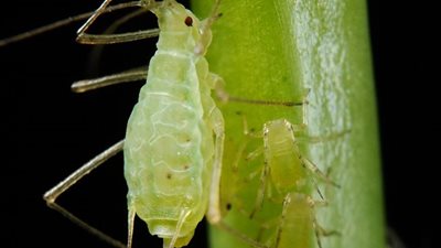 تحالف حشرات المن والنمل يهدد المحاصيل الزراعية… وخبراء يحذرون