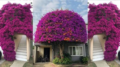 نباتات زينة لا تموت في الحر.. أبرز 5 اختيارات توفر عليك الري والتعب