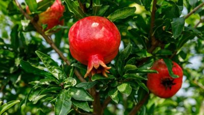  التحجيم في الثمار.. السر العلمي اللي بيحدد جودة وحجم المحصول من أول 20 يوم