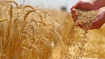 موسم حصاد الذهب الأصفر في مصر.. الحظة الحاسمة اللي بتحدد مكسب أو الخساره