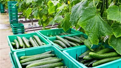 صادرات الخيار العالمية.. تركيا والمغرب يقودان الحضور الإسلامي في سوق تتصدره إسبانيا