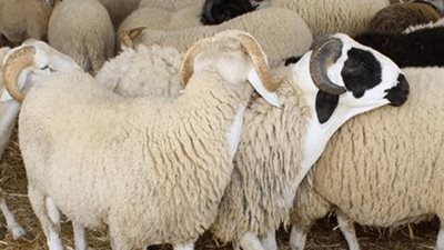  قبل ما تشتري أضحية العيد.. 5 أخطاء شائعة قد تُفقدك الأجر وجودة الذبيحة