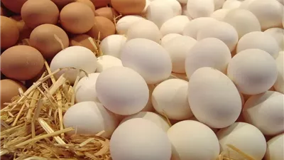 سعر البيض في الأسواق اليوم الإثنين 27 أبريل 2026