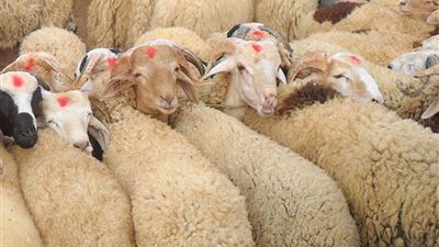 قبل ما تشتري أضحية العيد.. اعرف روشتة وزارة الزراعة لضمان جودة اللحوم وسلامتها