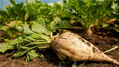 موسم بنجر السكر 2026.. دليلك الكامل لتفادي الخصومات وزيادة الإنتاج